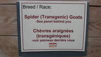 Spider (Transgenic) Goats