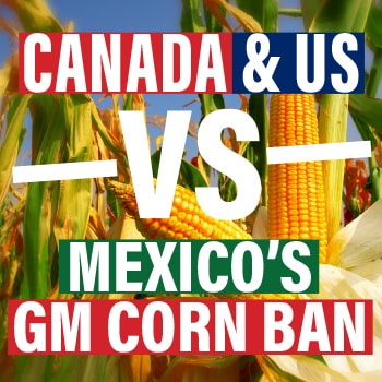 Response to Canada’s Arguments Against Mexico’s GM Corn Restrictions